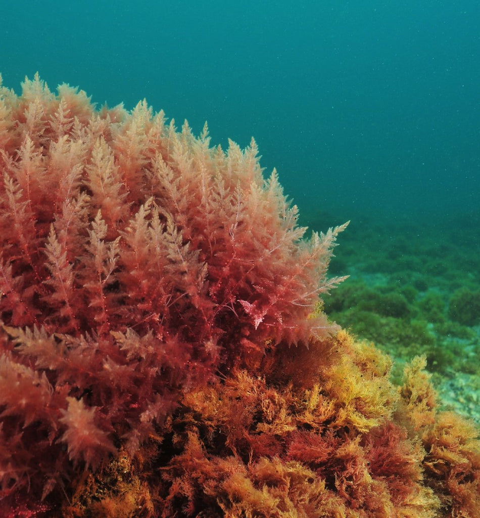 What Causes Red Algae