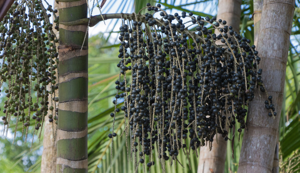 Acai hanging from a tree