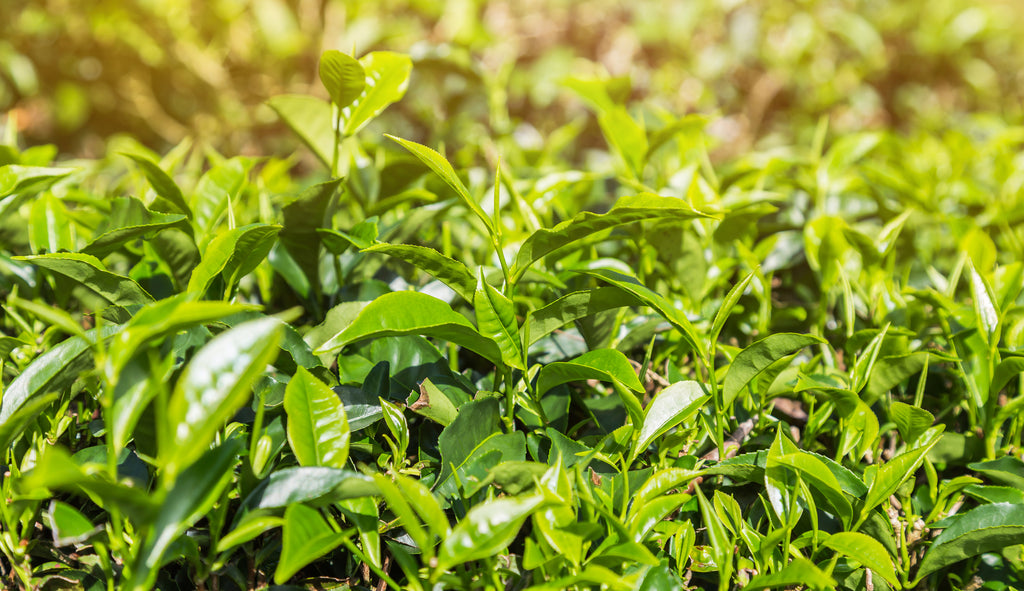 Free radical fighting green tea leaves for skin