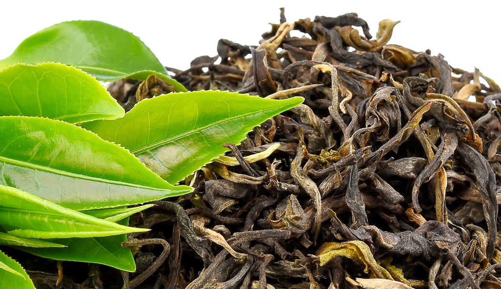 Free radical fighting green tea leaves for skin - fresh and dried