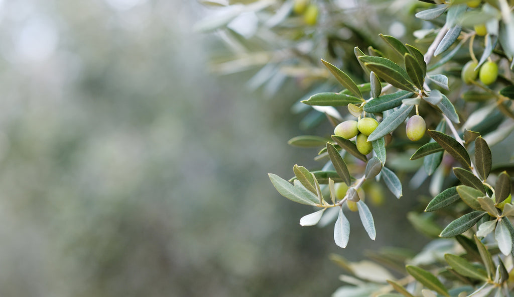 Fresh olives containing olive squalane for skin