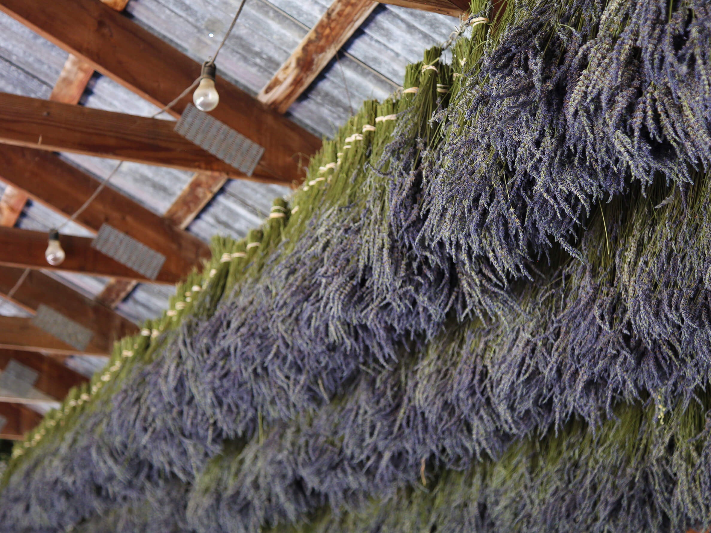 lavender buds drying
