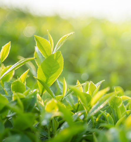 Blog Feed Article Feature Image Carousel: Green Tea Benefits for Summer Skin 