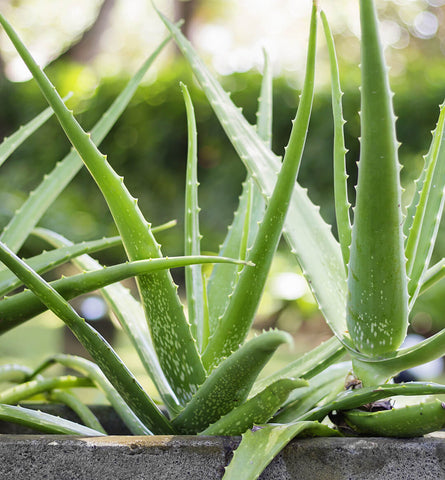 Blog Feed Article Feature Image Carousel: Aloe Vera in Skin Care and Makeup 