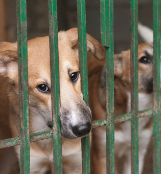  Our Fight Against the Yulin Dog Festival