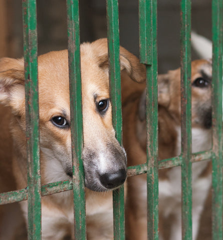 Blog Feed Article Feature Image Carousel: Our Fight Against the Yulin Dog Festival 