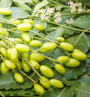  Got Acne, Eczema, or Dandruff? You Need Neem