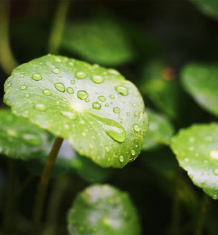  Gotu Kola and Cica Skin Care