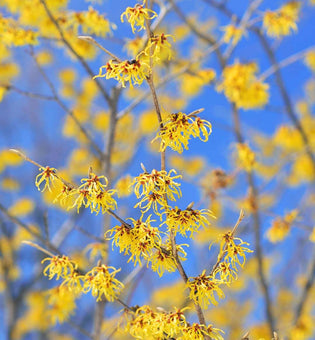  Can You Grow a Witch Hazel Plant at Home?
