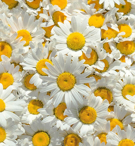 Blog Feed Article Feature Image Carousel: The Function of Chamomile in Skin Care 