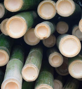  Bamboo Blur Tinted Moisturizer