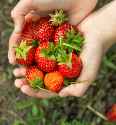 Blog Feed Article Feature Image Carousel: Celebrating Strawberries! 