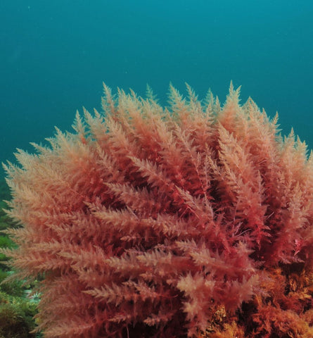 Blog Feed Article Feature Image Carousel: Red Algae's Surprising Benefits in Skincare 