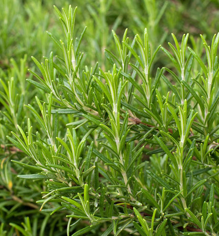 Blog Feed Article Feature Image Carousel: Beauty in the Herb Garden: Exploring the Benefits of Rosemary for Hair 