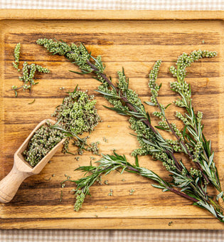  Mugwort: The Powerhouse Ingredient to Add to Your Skincare Routine