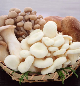  The Rise of Mushroom-Based Skincare