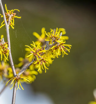  Witch Hazel 2.0: Why This Classic Ingredient is Trending Again in Skincar