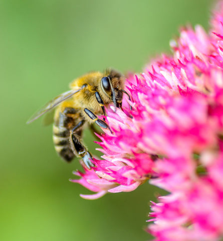 Blog Feed Article Feature Image Carousel: Cosmetic Ingredients That Vegans Should Avoid 