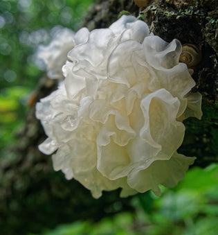  An Exploration of Tremella Mushroom Skin Care