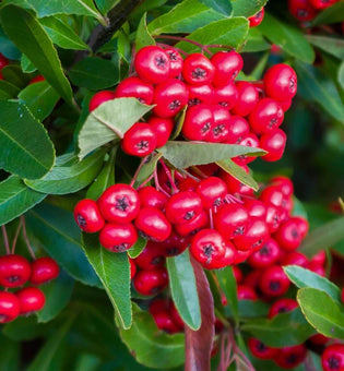  All About Bearberry Arbutin
