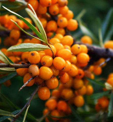 Blog Feed Article Feature Image Carousel: The Impressive Benefits of Sea Buckthorn 