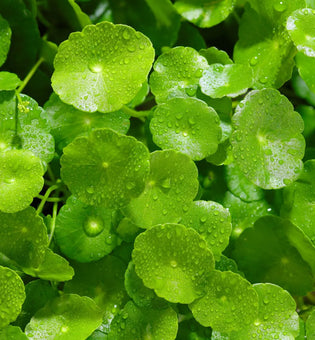  Centella Asiatica: Is the Hype Real or Just Another Trend?