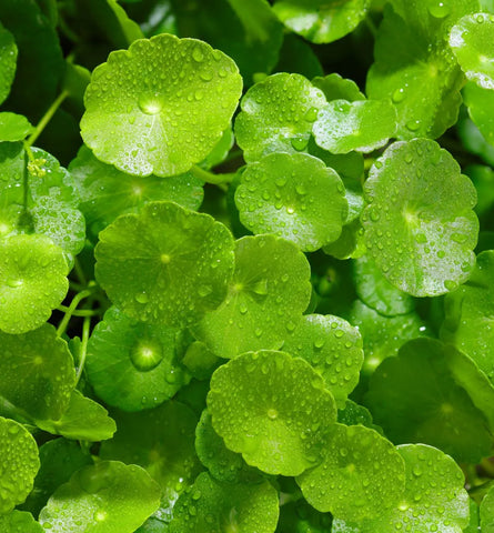 Blog Feed Article Feature Image Carousel: Centella Asiatica: Is the Hype Real or Just Another Trend? 