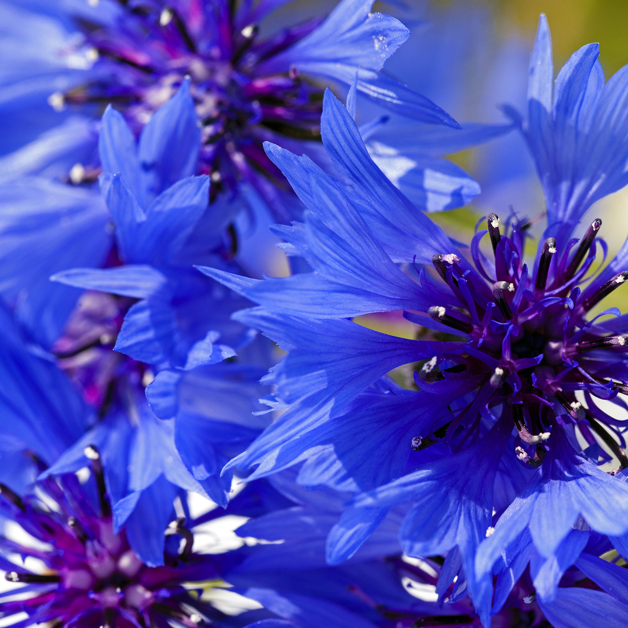 Product Page Key Ingredients: Cornflower