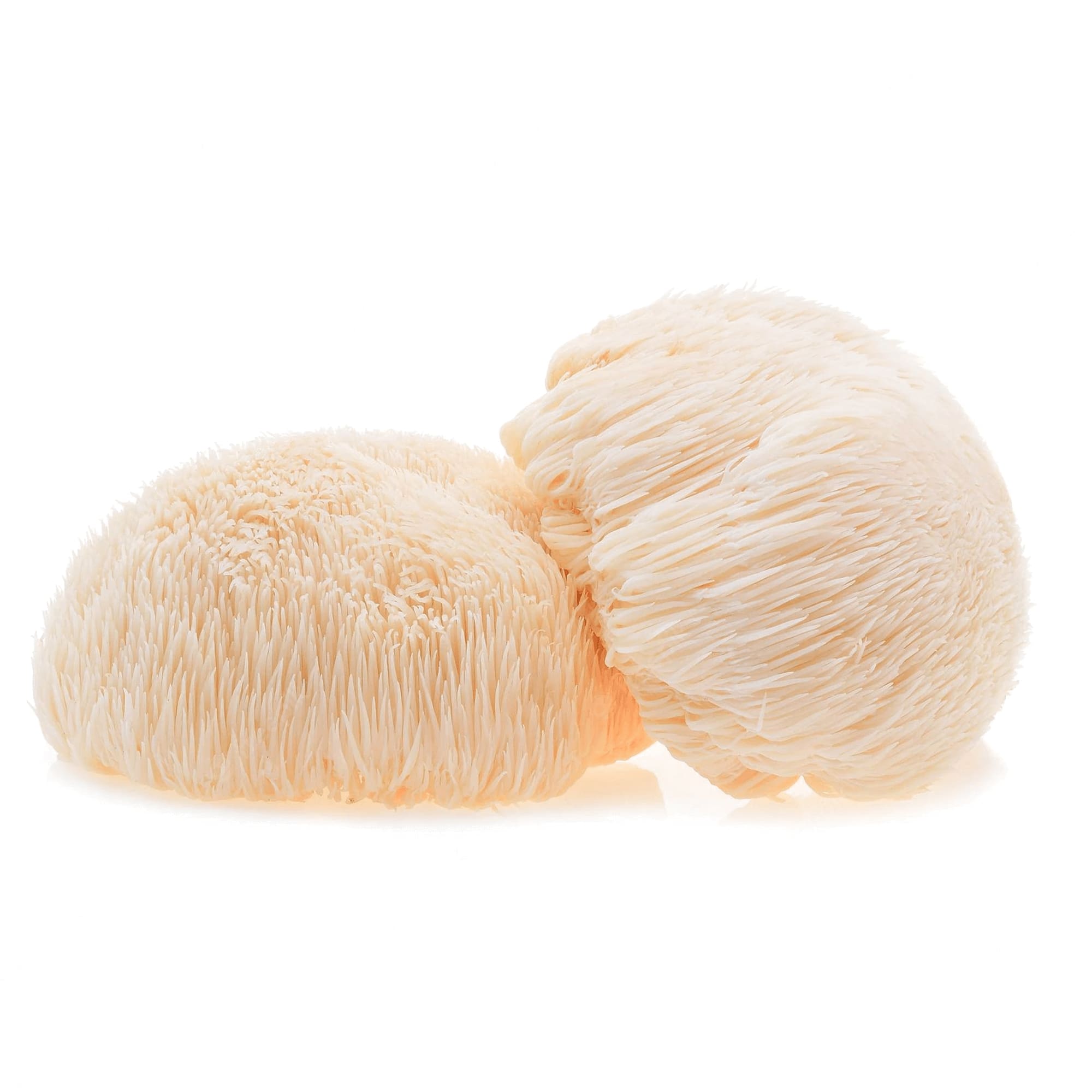 Product Page Key Ingredients: Lion's Mane Mushroom