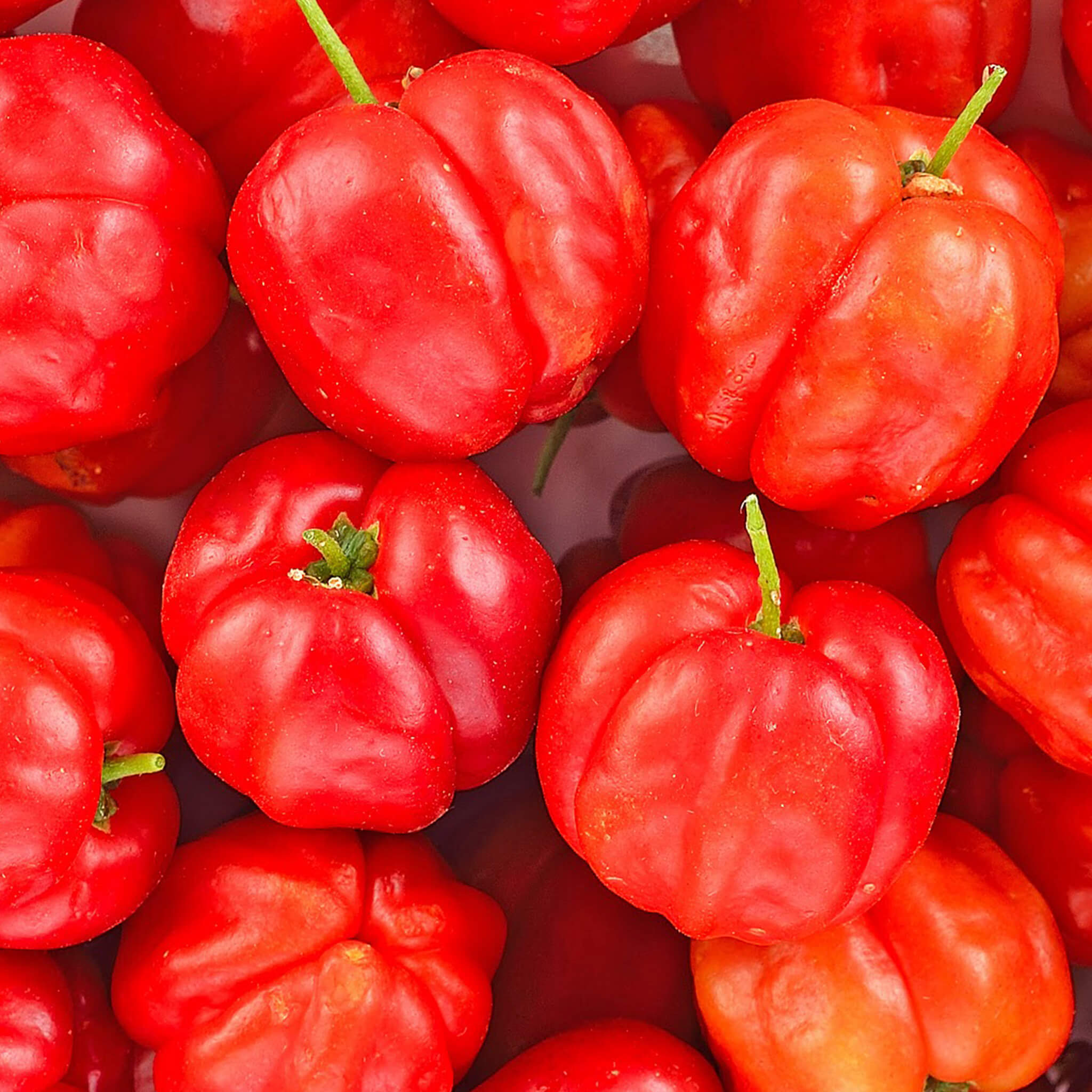 Product Page Key Ingredients: Acerola