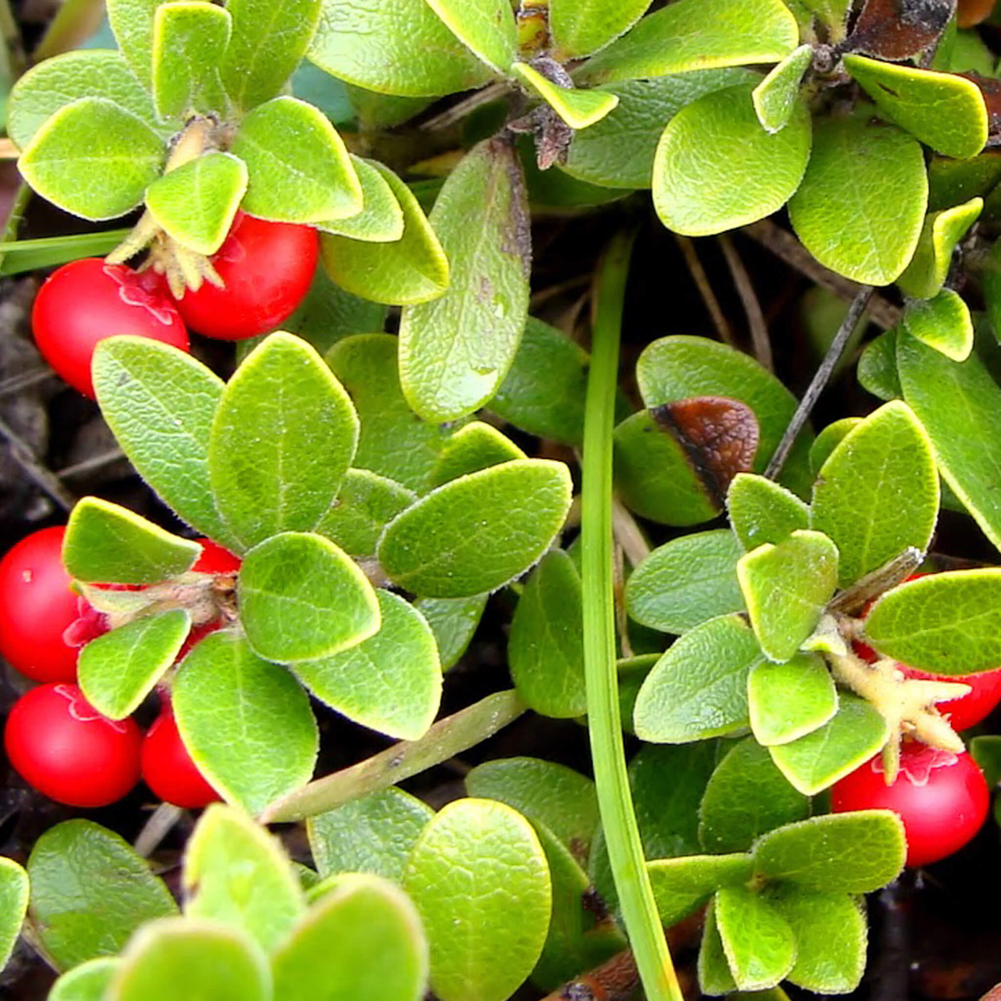 Product Page Key Ingredients: Bearberry