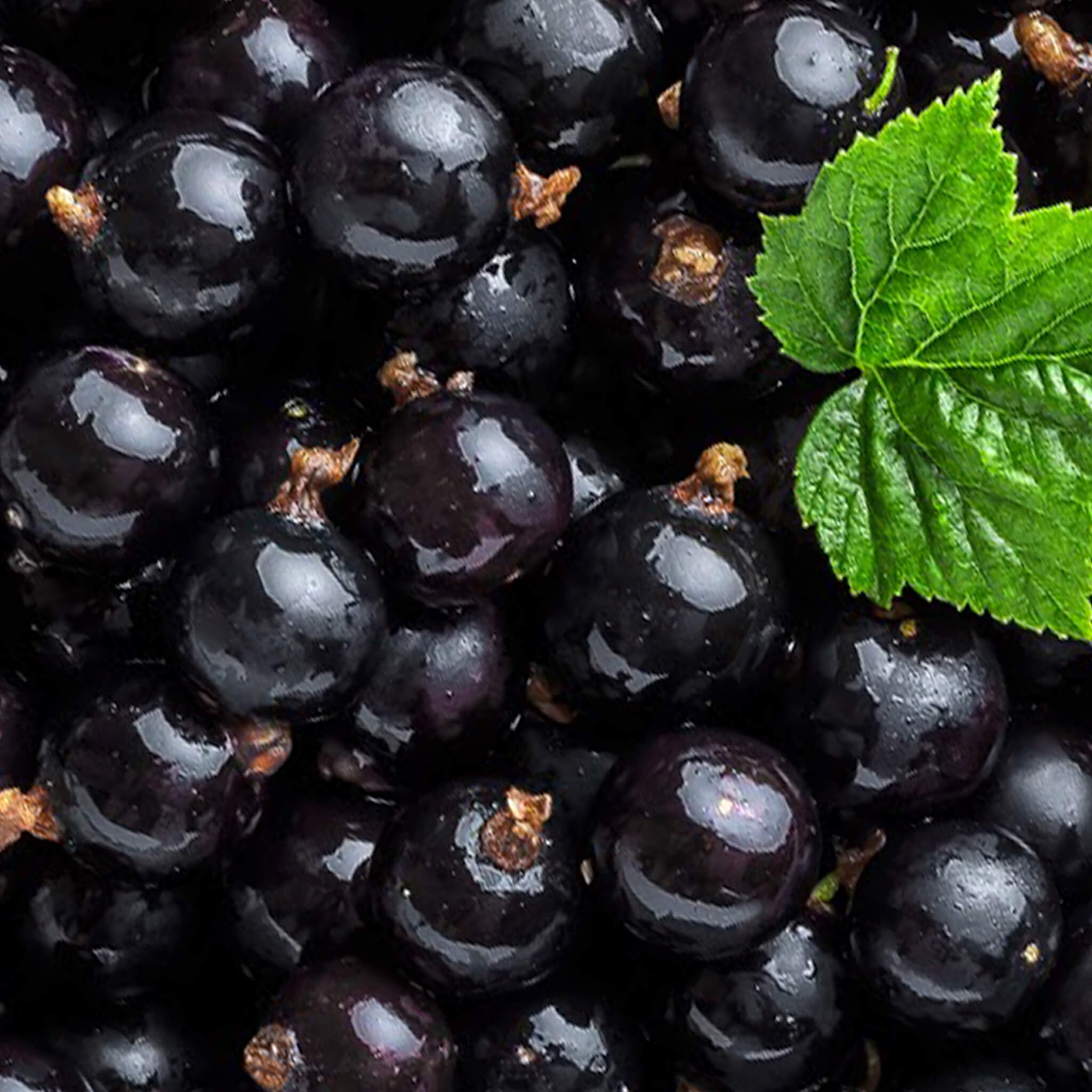 Product Page Key Ingredients: Black Currant
