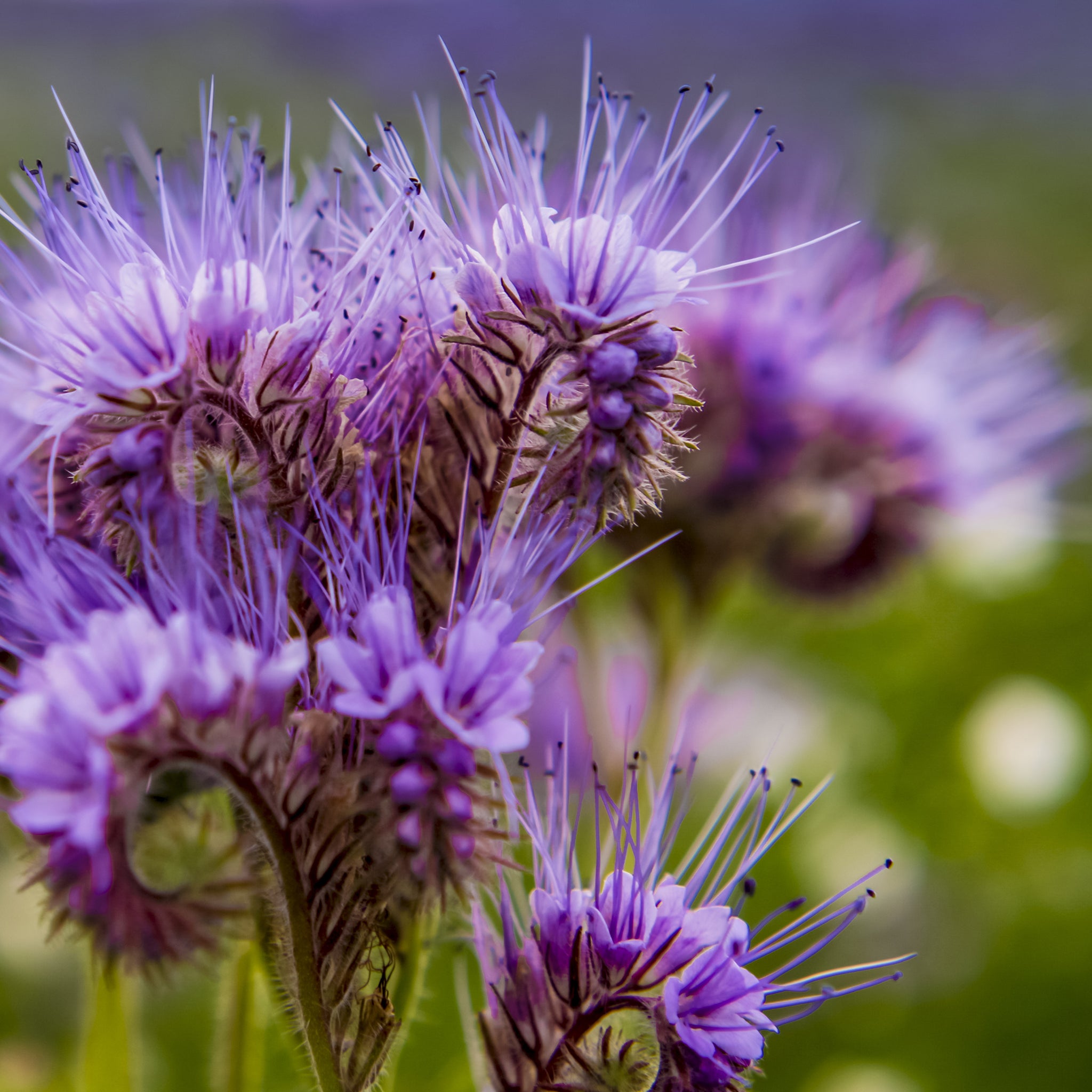 Product Page Key Ingredients: Blue Tansy Essential Oil