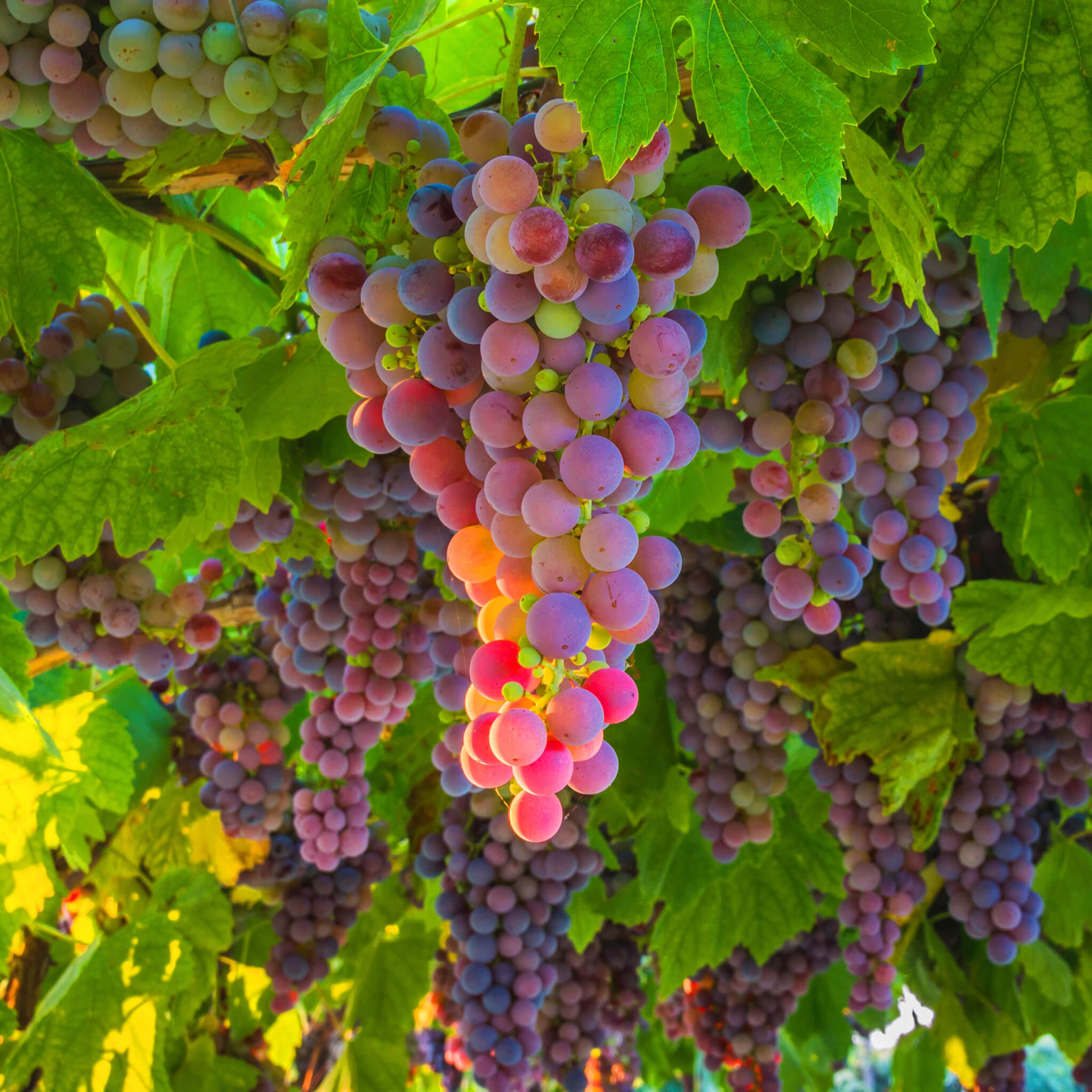 Product Page Key Ingredients: Cabernet Grape