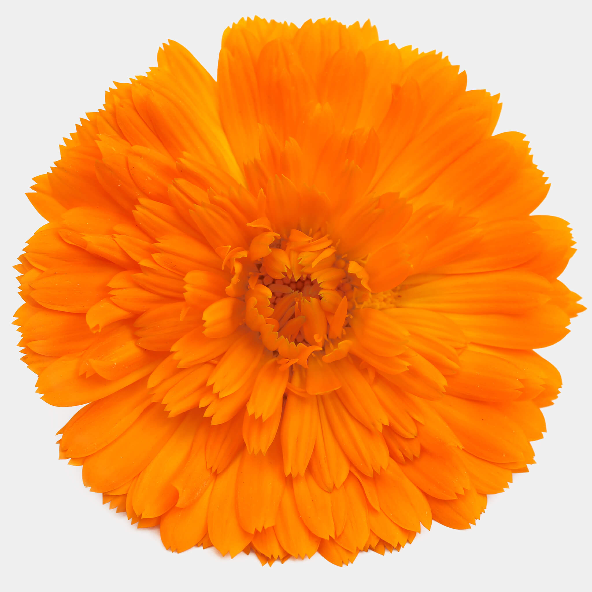 Product Page Key Ingredients: Calendula