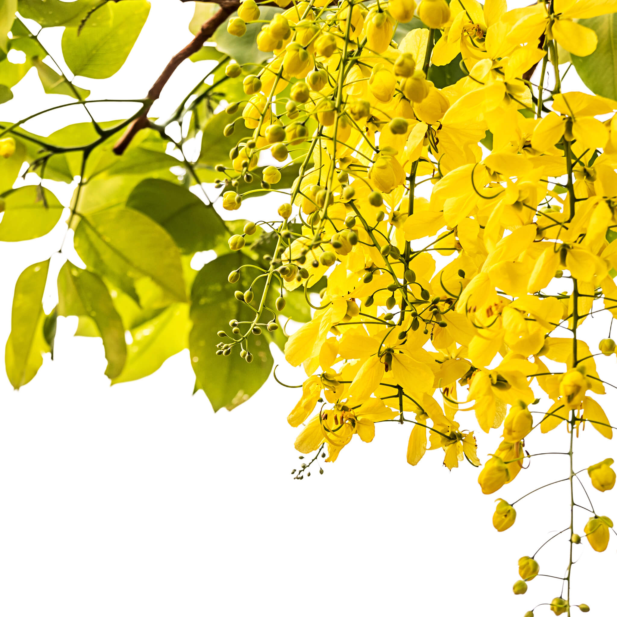 Product Page Key Ingredients: Cassia Angustifolia