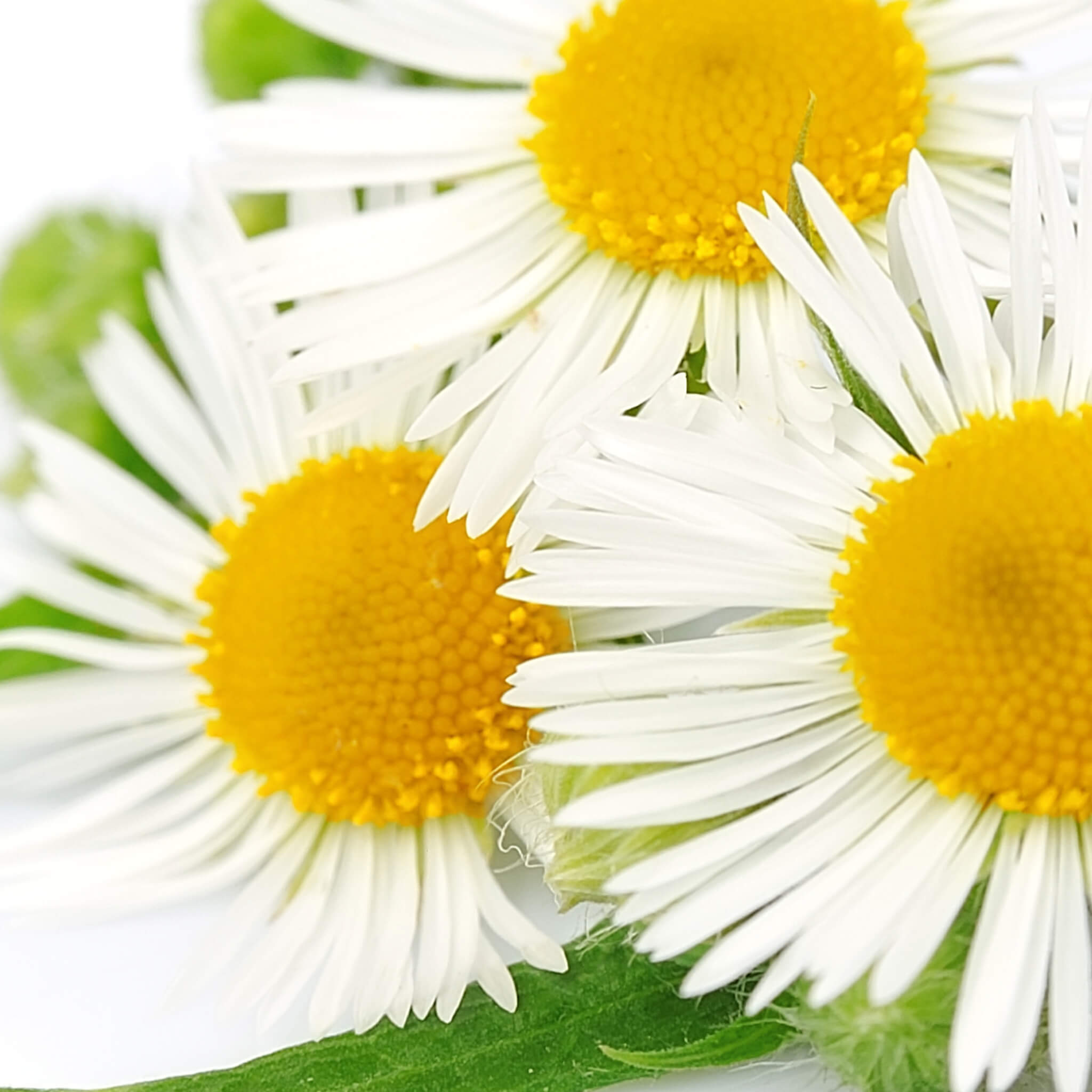 Product Page Key Ingredients: Chamomile