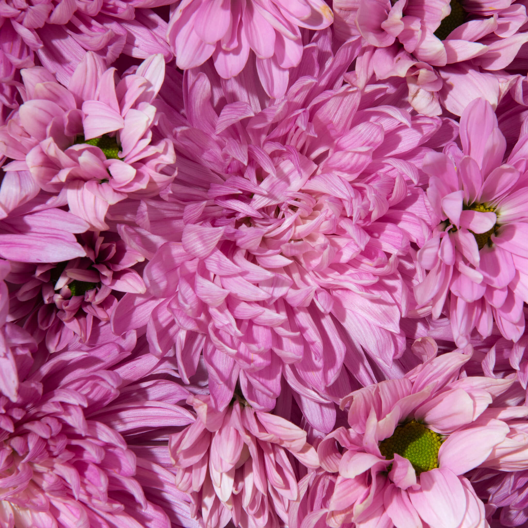 Product Page Key Ingredients: Chrysanthemum