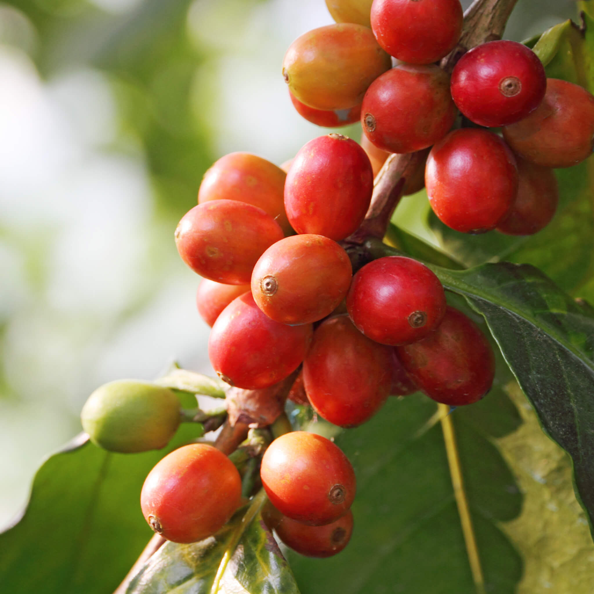 Product Page Key Ingredients: Coffee Cherry