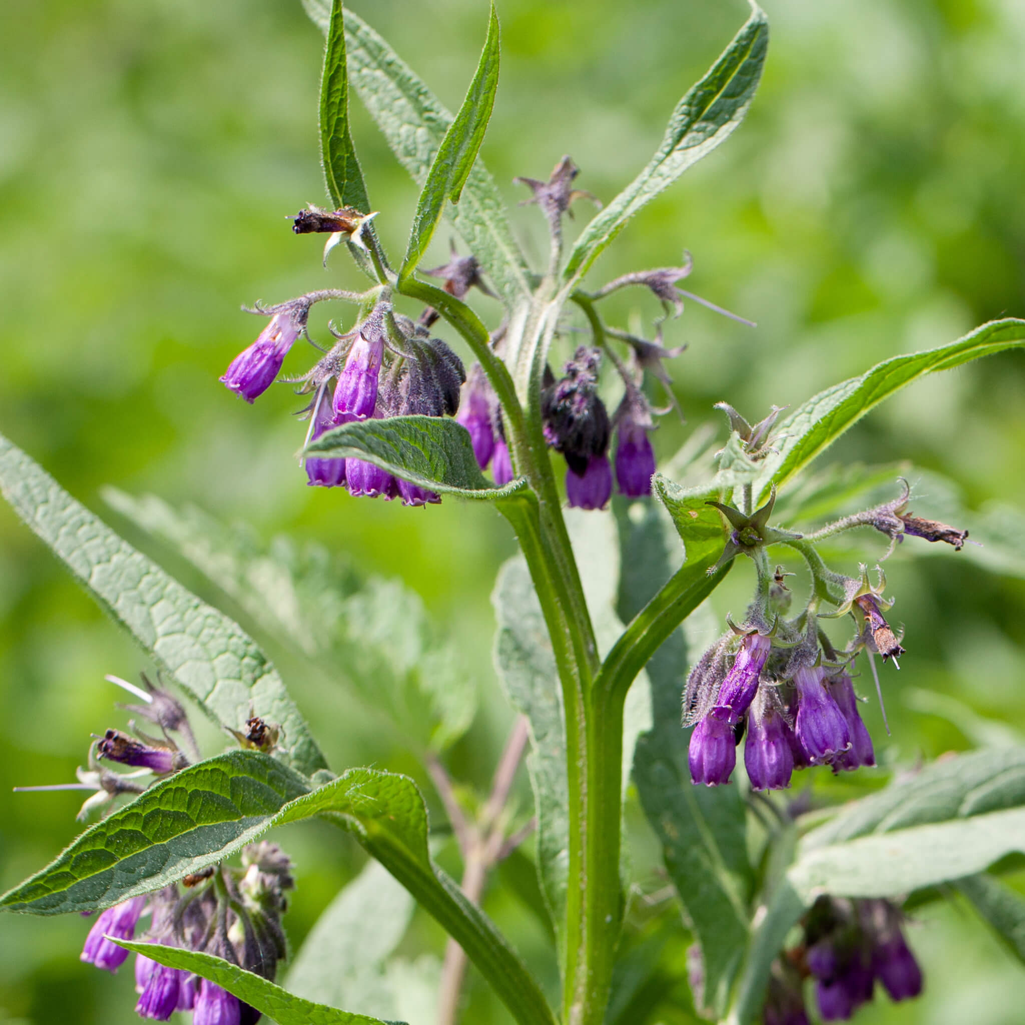 Product Page Key Ingredients: Comfrey