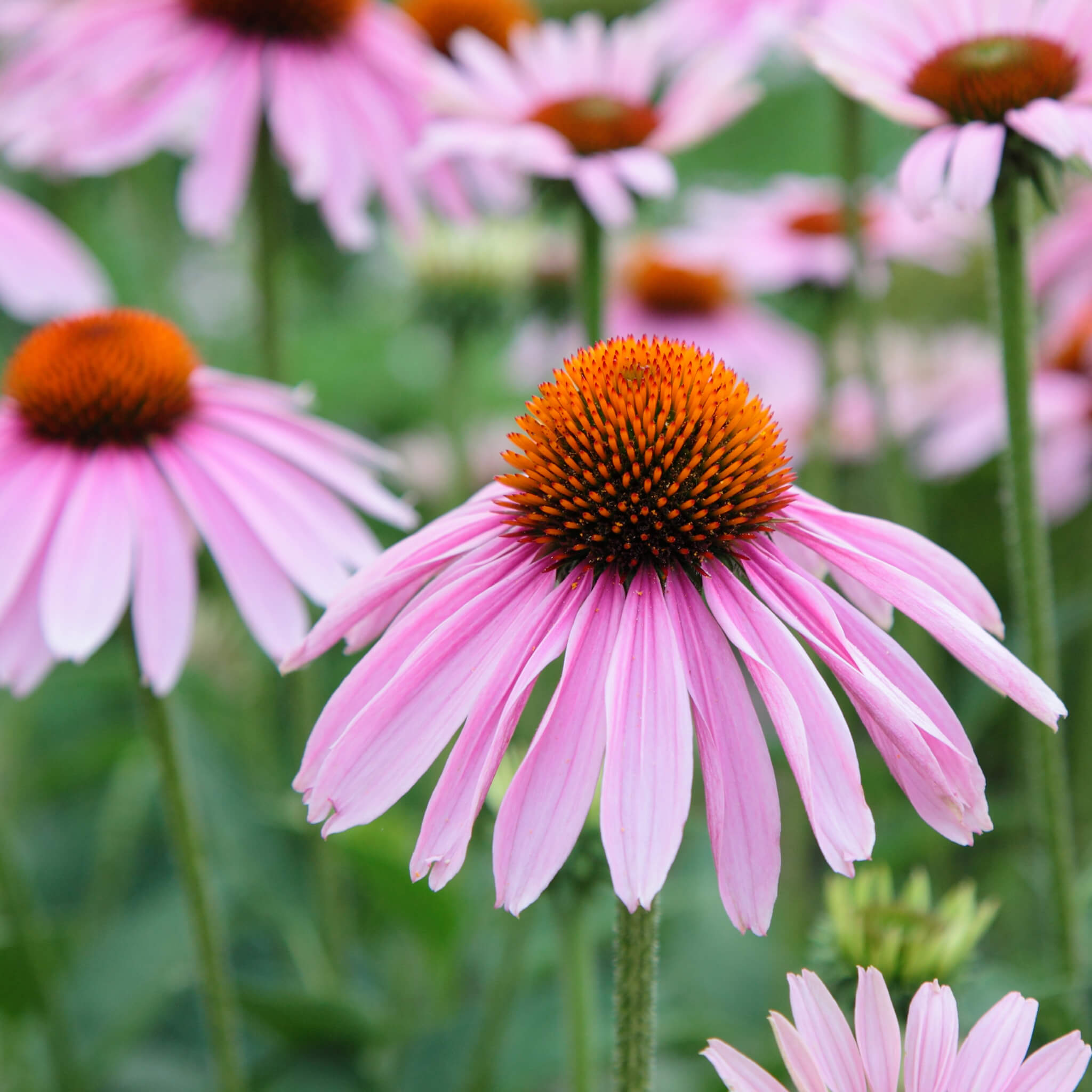 Product Page Key Ingredients: Echinacea