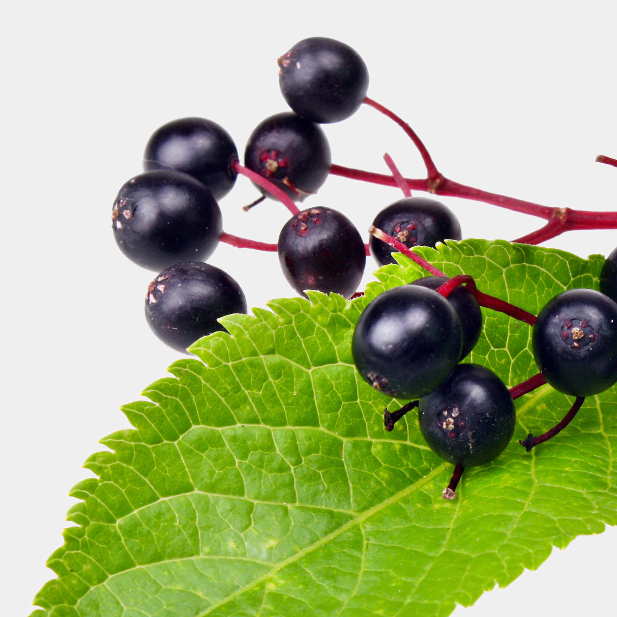 Product Page Key Ingredients: Elderberry