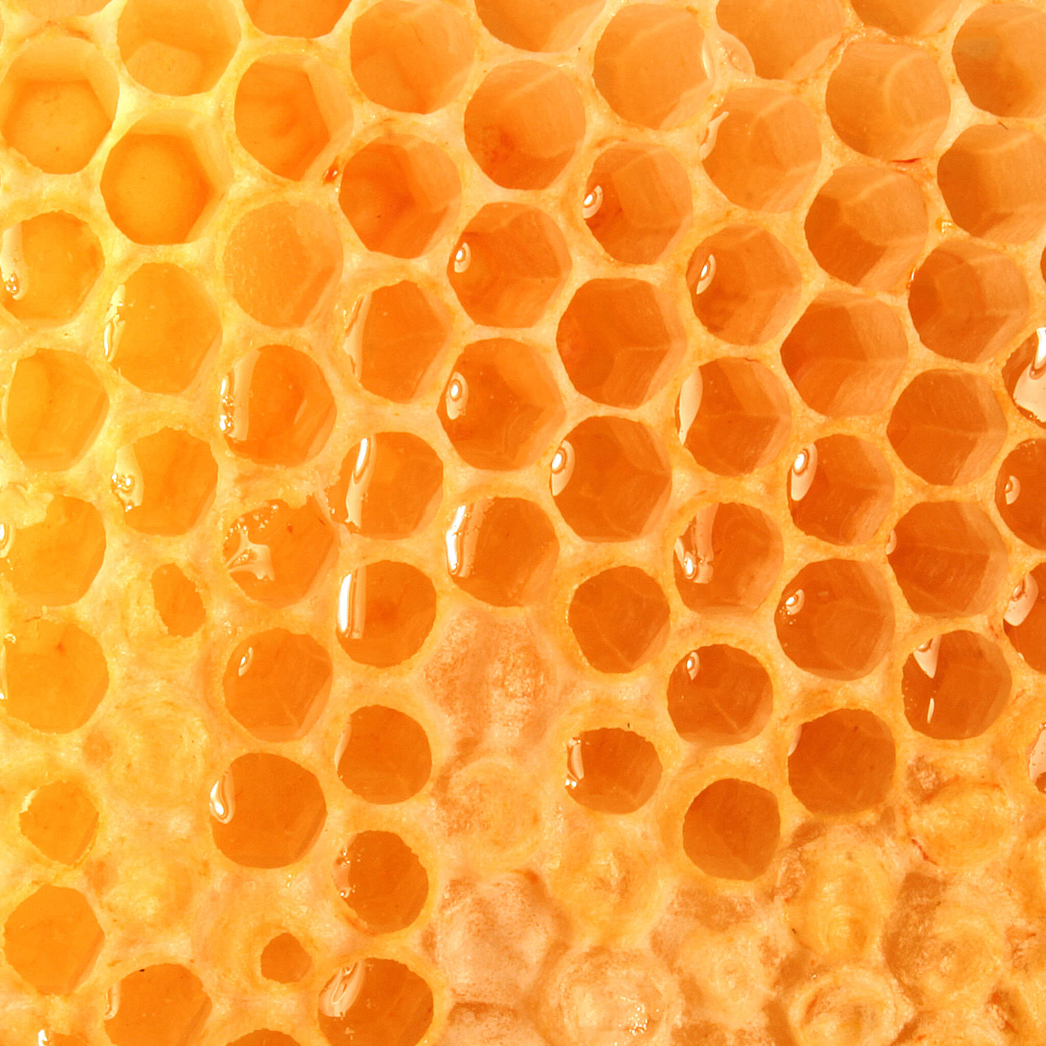 Product Page Key Ingredients: Manuka Honey