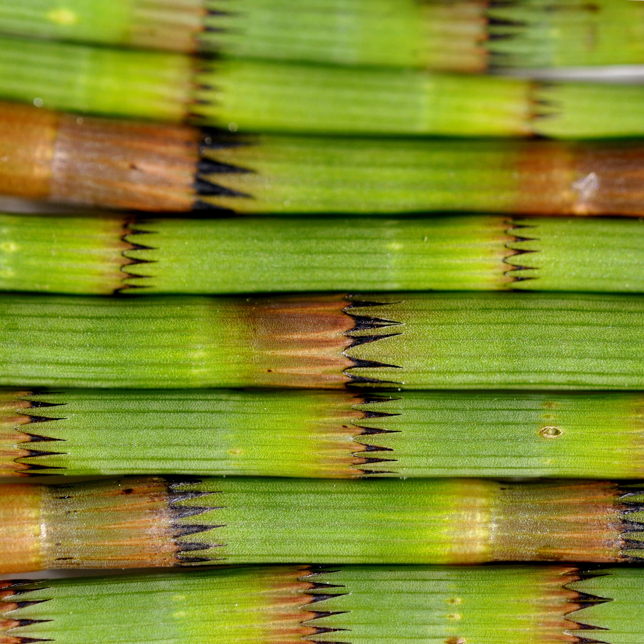 Product Page Key Ingredients: Horsetail