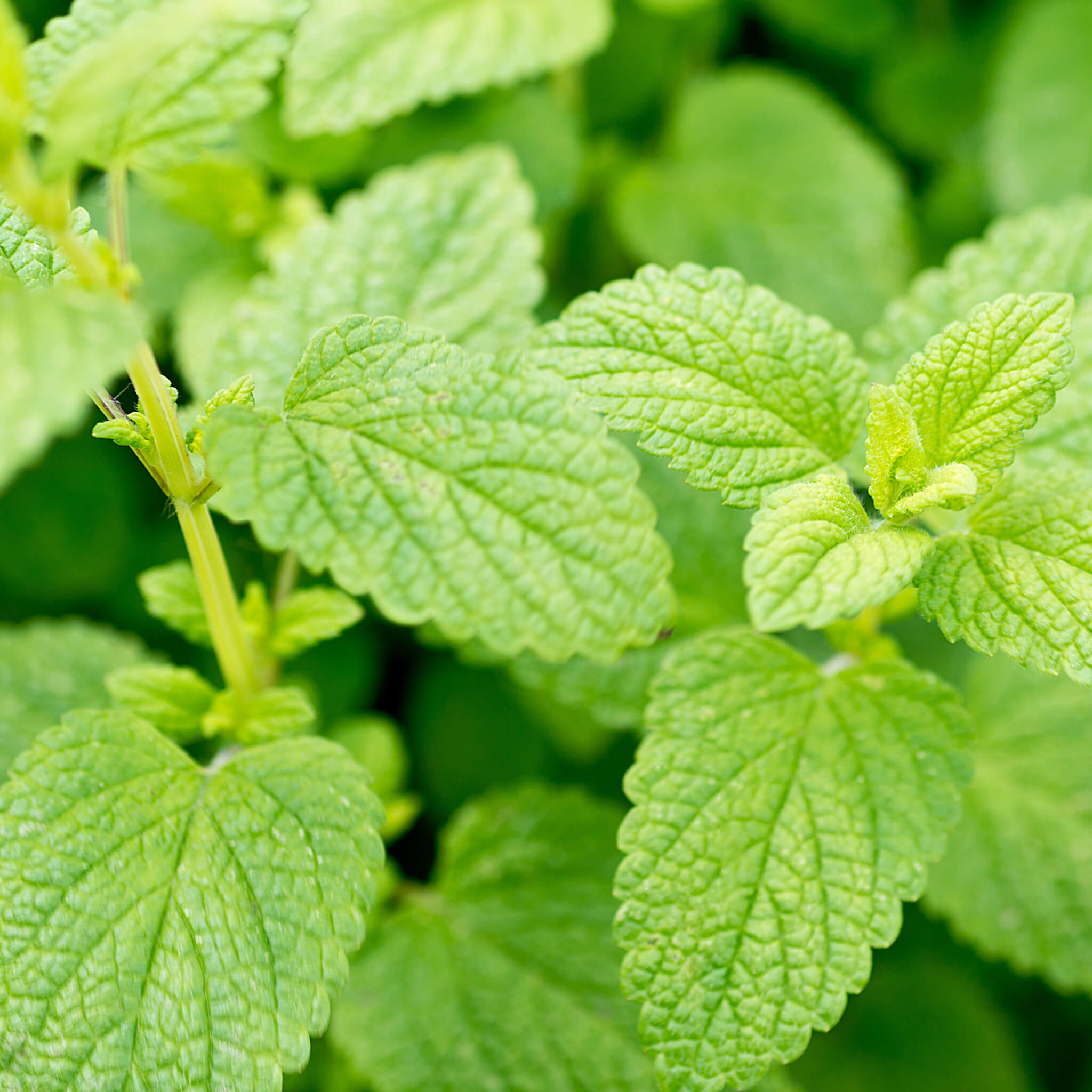 Product Page Key Ingredients: Lemon Balm