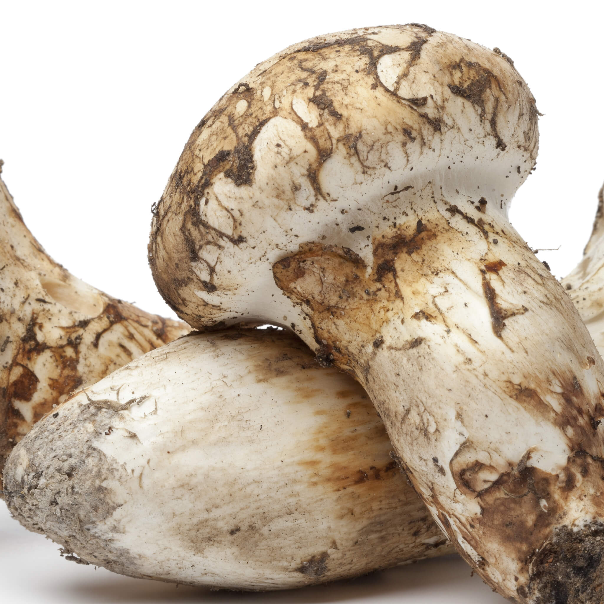 Product Page Key Ingredients: Matsutake Mushroom Extract