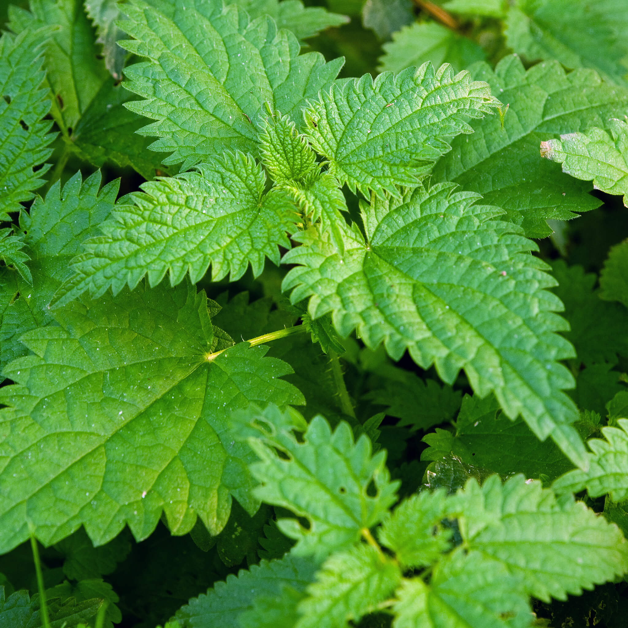 Product Page Key Ingredients: Nettle