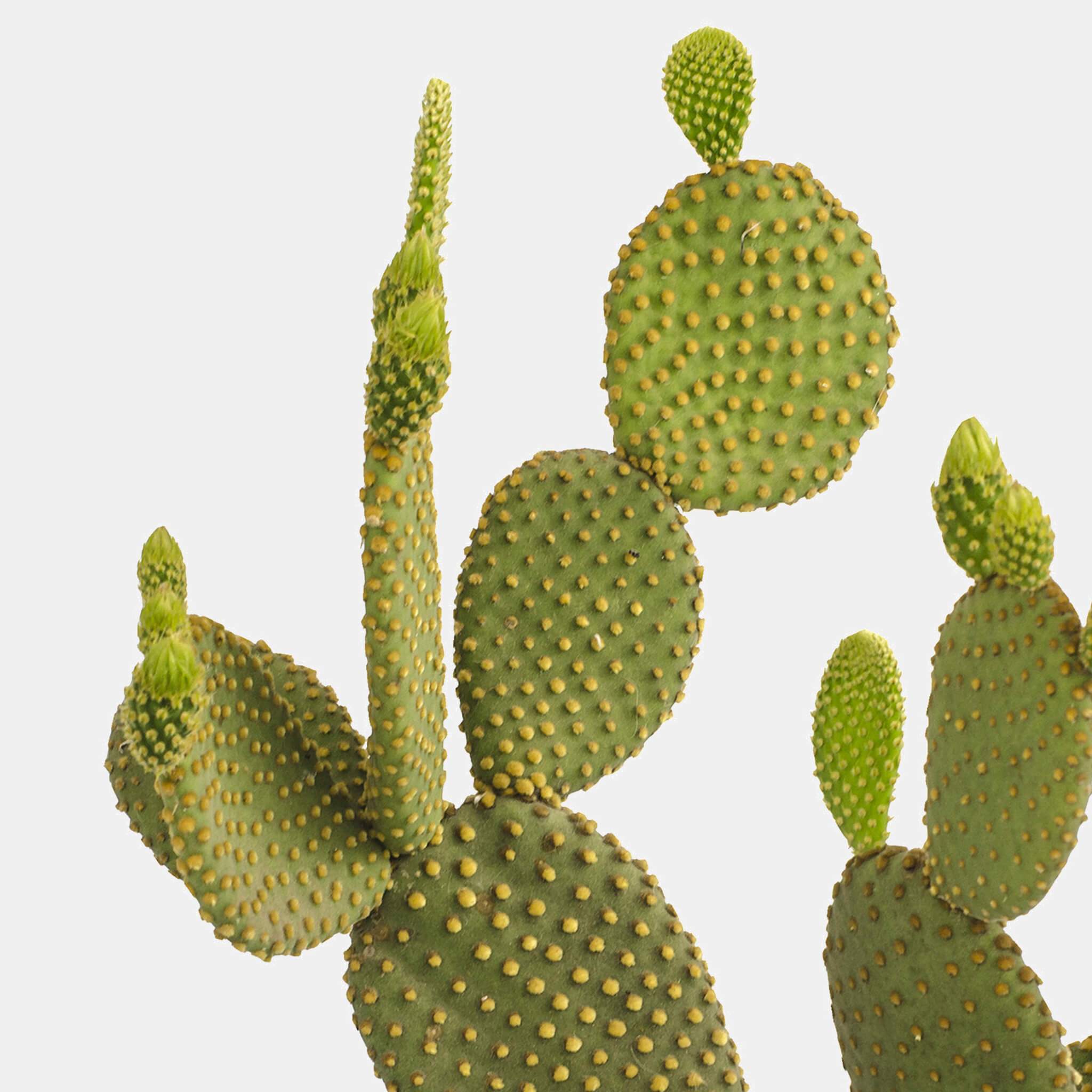Product Page Key Ingredients: Nopal Cactus