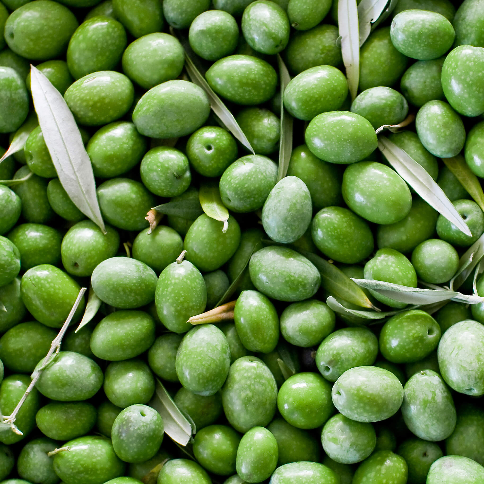 Product Page Key Ingredients: Olive Leaf Oil