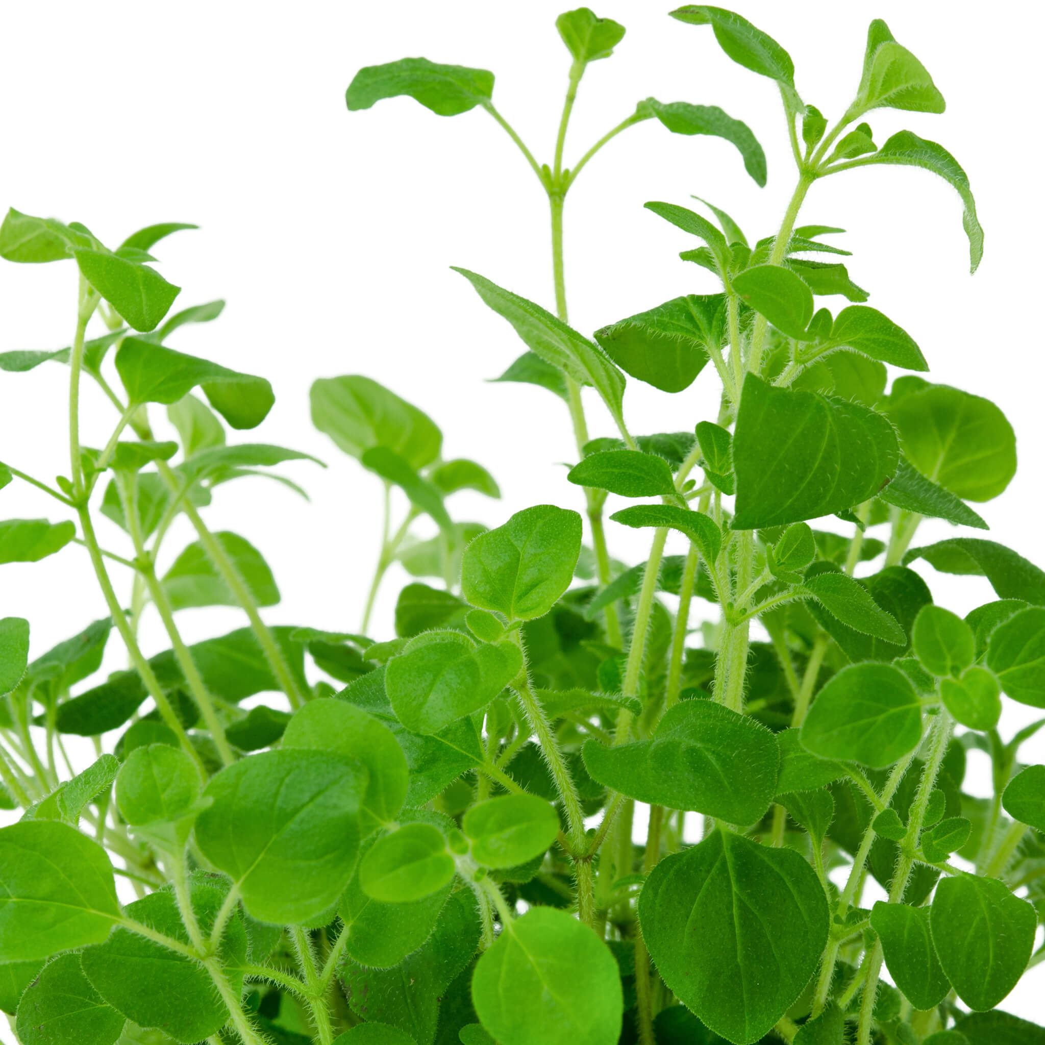 Product Page Key Ingredients: Oregano